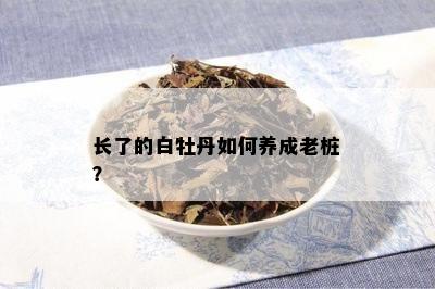 长了的白牡丹如何养成老桩？