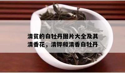 清贫的白牡丹图片大全及其清香花，清铧和清香白牡丹