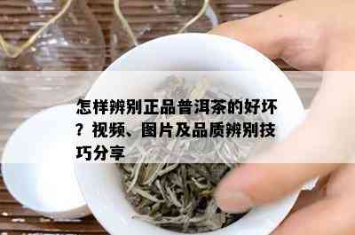 怎样辨别正品普洱茶的好坏？视频、图片及品质辨别技巧分享