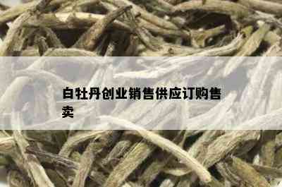 白牡丹创业销售供应订购售卖