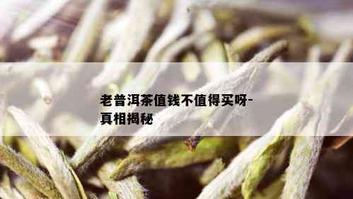 老普洱茶值钱不值得买呀-真相揭秘