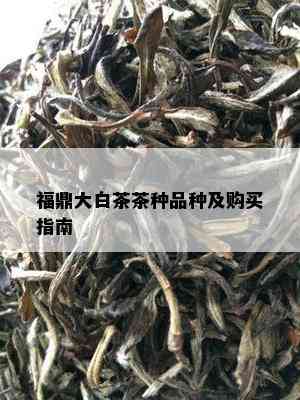 福鼎大白茶茶种品种及购买指南