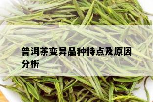 普洱茶变异品种特点及原因分析