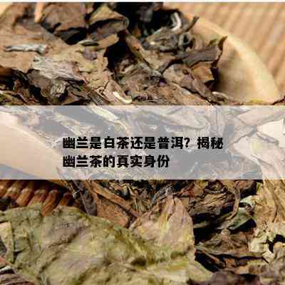 幽兰是白茶还是普洱？揭秘幽兰茶的真实身份