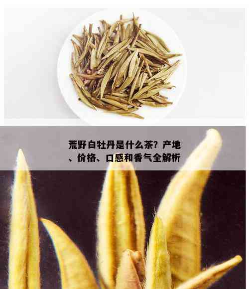 荒野白牡丹是什么茶？产地、价格、口感和香气全解析