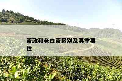 茶政和老白茶区别及其重要性