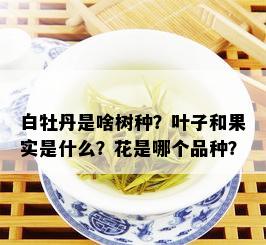 白牡丹是啥树种？叶子和果实是什么？花是哪个品种？