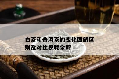 白茶和普洱茶的变化图解区别及对比视频全解