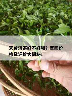 天普洱茶好不好喝？官网价格及评价大揭秘！