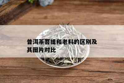 普洱茶菩提和老料的区别及其图片对比