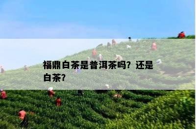 福鼎白茶是普洱茶吗？还是白茶？