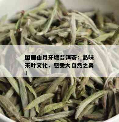 困鹿山月牙塘普洱茶：品味茶叶文化，感受大自然之美！