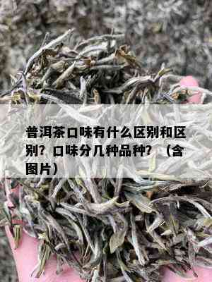 普洱茶口味有什么区别和区别？口味分几种品种？（含图片）