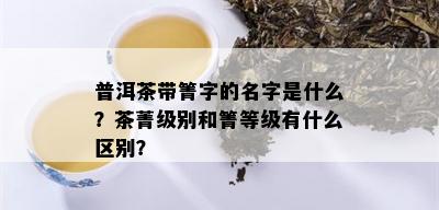 普洱茶带箐字的名字是什么？茶菁级别和箐等级有什么区别？