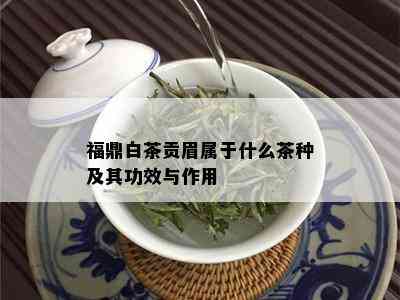 福鼎白茶贡眉属于什么茶种及其功效与作用