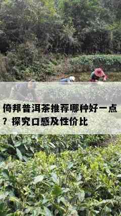 倚邦普洱茶推荐哪种好一点？探究口感及性价比