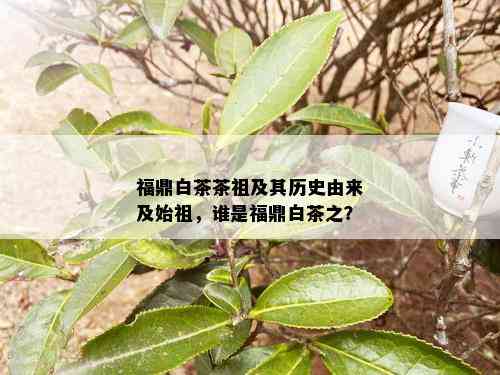 福鼎白茶茶祖及其历史由来及始祖，谁是福鼎白茶之？