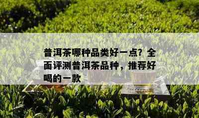 普洱茶哪种品类好一点？全面评测普洱茶品种，推荐好喝的一款