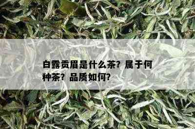 白露贡眉是什么茶？属于何种茶？品质如何？