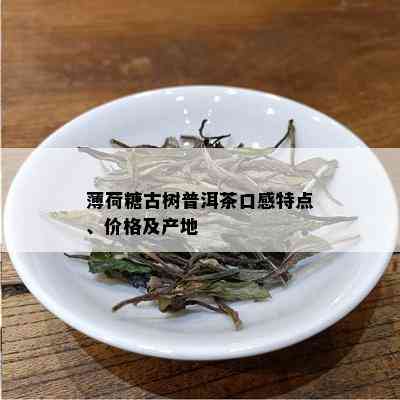 薄荷糖古树普洱茶口感特点、价格及产地