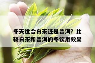 冬天适合白茶还是普洱？比较白茶和普洱的冬饮用效果