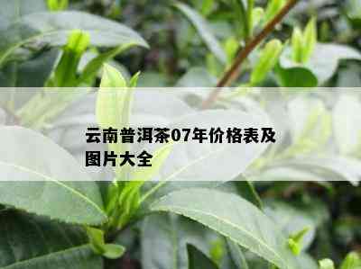 云南普洱茶07年价格表及图片大全