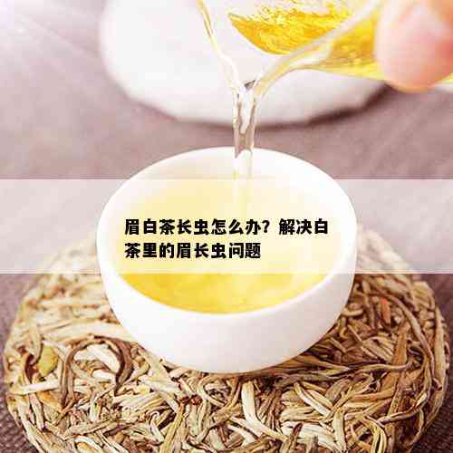 眉白茶长虫怎么办？解决白茶里的眉长虫问题