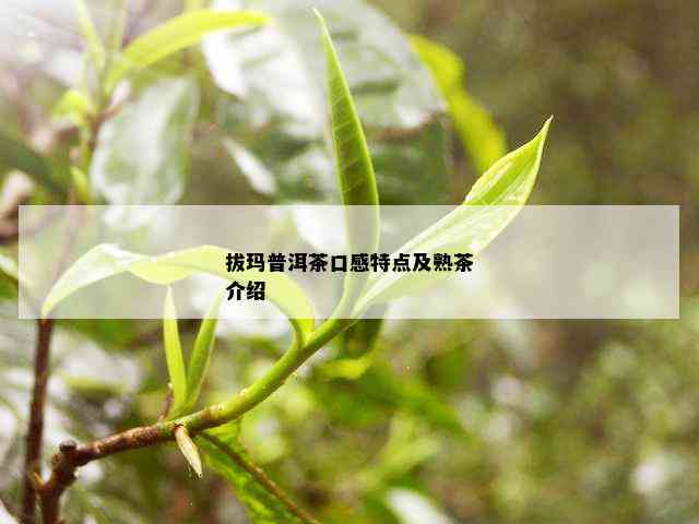 拔玛普洱茶口感特点及熟茶介绍