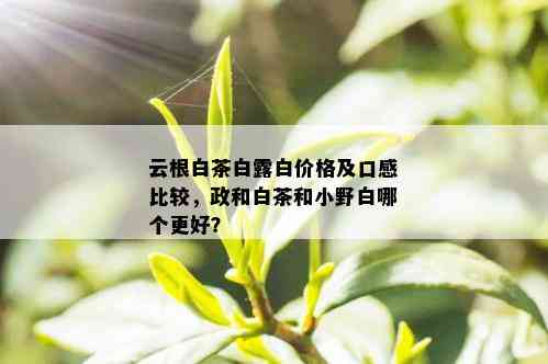 云根白茶白露白价格及口感比较，政和白茶和小野白哪个更好？