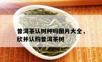 普洱茶认树种吗图片大全，欣并认购普洱茶树