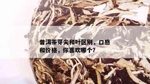 普洱茶芽尖和叶区别，口感和价格，你喜欢哪个？