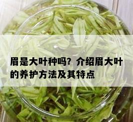 眉是大叶种吗？介绍眉大叶的养护方法及其特点