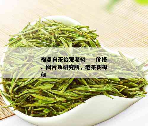 福鼎白茶拾荒老树——价格、图片及研究所，老茶树探秘