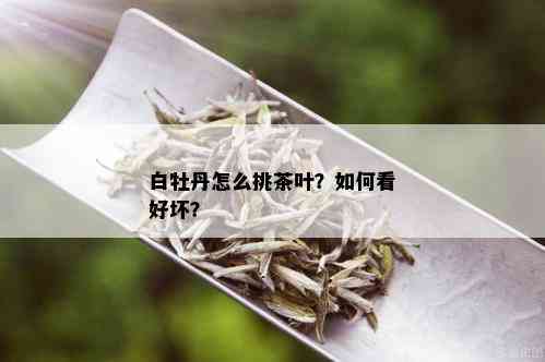 白牡丹怎么挑茶叶？如何看好坏？