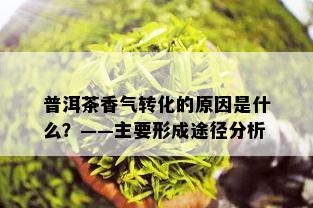 普洱茶香气转化的原因是什么？——主要形成途径分析