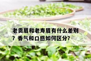 老贡眉和老寿眉有什么差别？香气和口感如何区分？