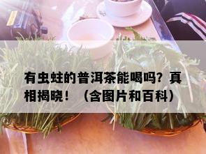 有虫蛀的普洱茶能喝吗？真相揭晓！（含图片和百科）