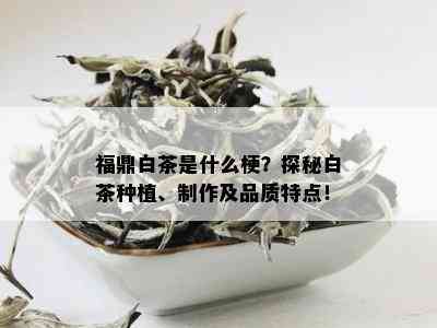 福鼎白茶是什么梗？探秘白茶种植、制作及品质特点！