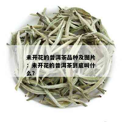 未开花的普洱茶品种及图片：未开花的普洱茶到底叫什么？