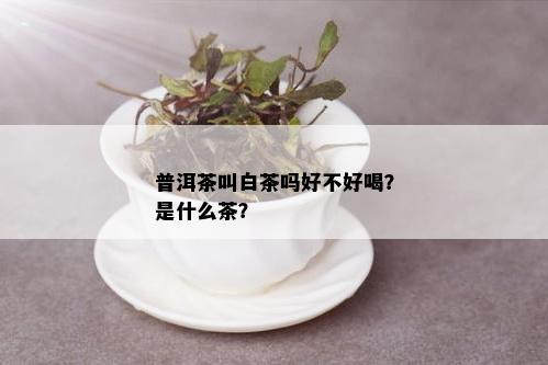 普洱茶叫白茶吗好不好喝？是什么茶？