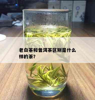 老白茶和普洱茶区别是什么样的茶？