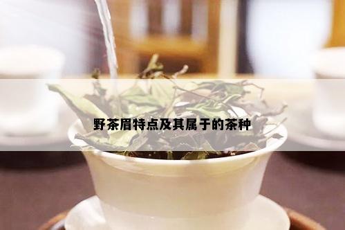 野茶眉特点及其属于的茶种