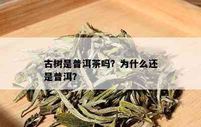 古树是普洱茶吗？为什么还是普洱？