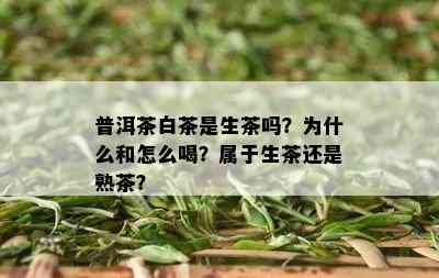 普洱茶白茶是生茶吗？为什么和怎么喝？属于生茶还是熟茶？