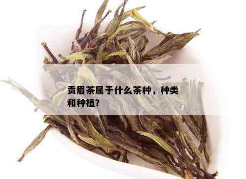 贡眉茶属于什么茶种，种类和种植？