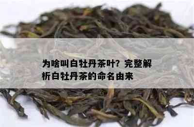 为啥叫白牡丹茶叶？完整解析白牡丹茶的命名由来