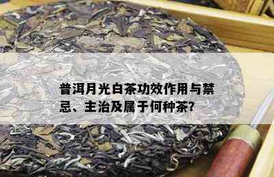 普洱月光白茶功效作用与禁忌、主治及属于何种茶？