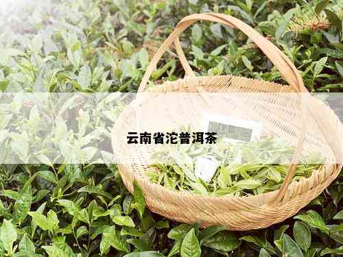 云南省沱普洱茶