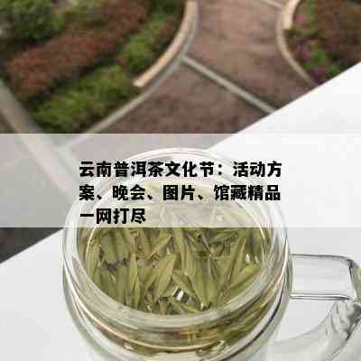 云南普洱茶文化节：活动方案、晚会、图片、馆藏精品一网打尽