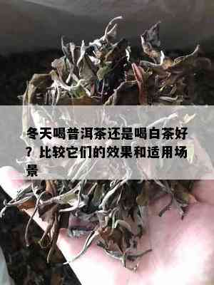 冬天喝普洱茶还是喝白茶好？比较它们的效果和适用场景